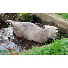 Natur Foam 	BEAVER - SWIMMING